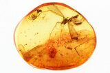 Primitive Crane Fly (Macrochile), Spider & Beetle In Baltic Amber #335543-1